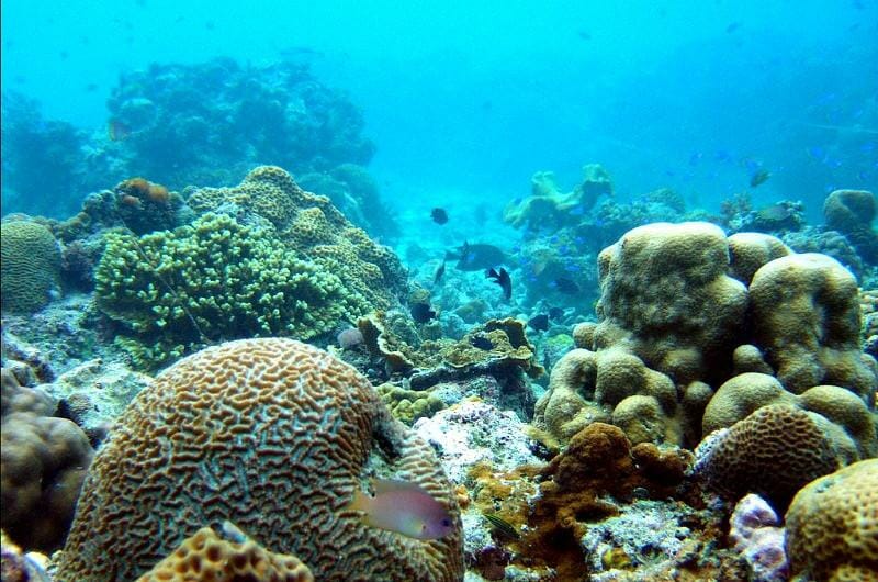 Corals in Pescador Island