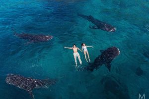 Oslob Whale Sharks with two Guests Floating