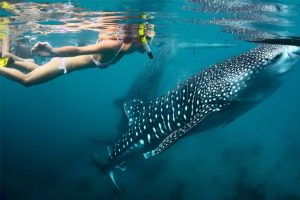A girl snorkeling near the whale sharks