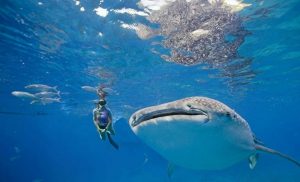 A girl Snorkeling with the Oslob whale sharks