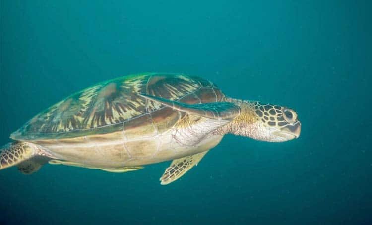 Chasing Turtles in Moalboal