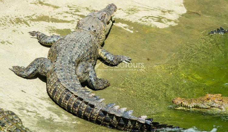 Crocodile in Cebu Safari and Adventure Park