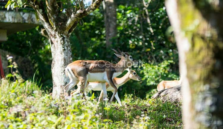 Deer at Cebu Safari and Adventure PArk