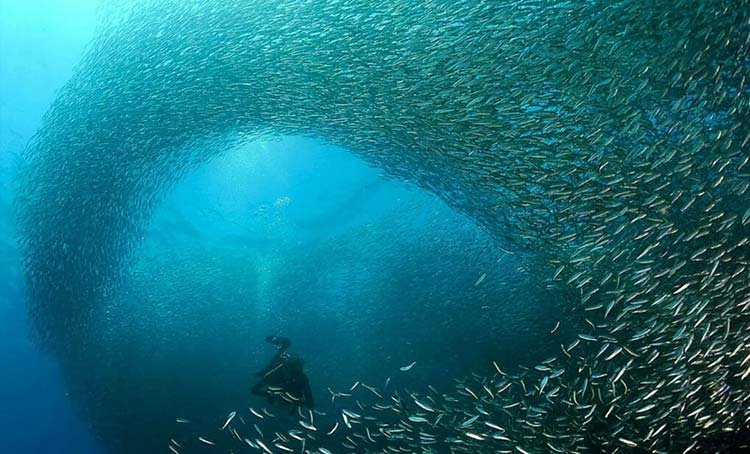 Sardine Run in Moalboal