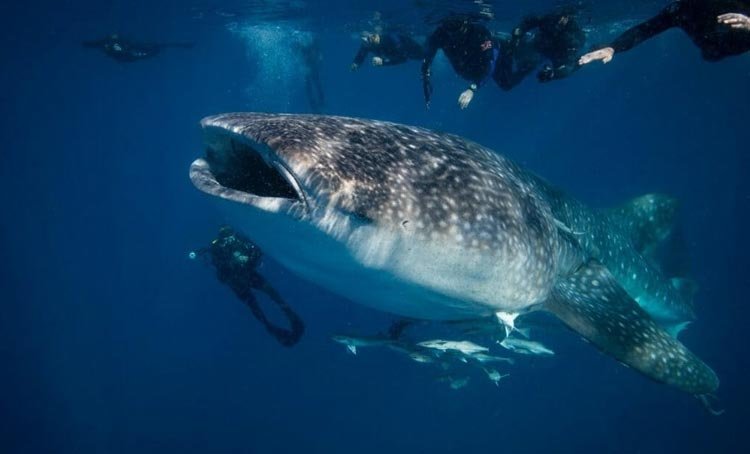 Scuba diving in Oslob