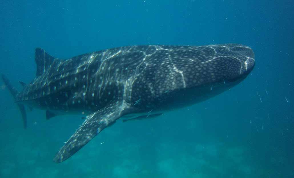 whale tour cebu