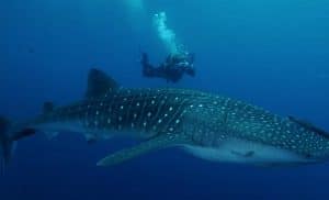Whale Shark Scuba Diving in Oslob