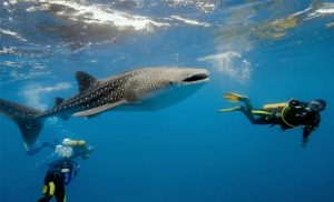 whale shark watching in oslob with divers
