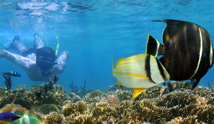 Snorkeling in Mactan island