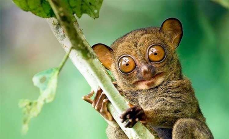 Tarsier in Bohol