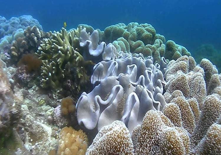 Soft Corals in Malapascua Island