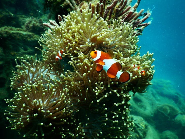 moalboal coral reef
